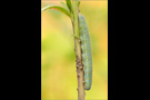 Karstweißling Raupe (Pieris mannii) 03