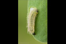 Zahnflügel-Bläuling Raupe (Polyommatus daphnis) 03