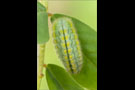 Zahnflügel-Bläuling Raupe (Polyommatus daphnis) 05