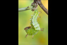 Kleiner Eisvogel Vorpuppe 07 (Limenitis camilla)