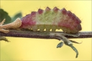 Raupe Pflaumen-Zipfelfalter (Satyrium pruni) 08