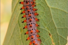 Südlicher Osterluzeifalter Raupe (Zerynthia polyxena) 09