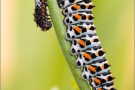 Schwalbenschwanz Raupen (Papilio machaon) 08