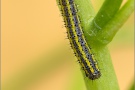 Westlicher Resedafalter Raupe (Pontia daplidice) 04