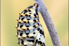 Roter Scheckenfalter Puppe (Melitaea didyma) 25