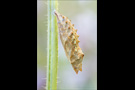 Kleiner Fuchs Puppe (Aglais urticae) 03