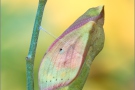 Postillon Puppe (Colias croceus) 13