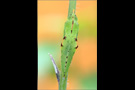 Puppe Grünaderweissling (Pieris napi) 02