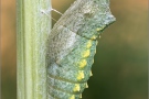 Schwalbenschwanz Puppe (Papilio machaon) 23