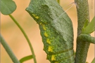 Schwalbenschwanz Puppe (Papilio machaon) 03