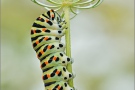 Schwalbenschwanz Raupe (Papilio machaon) 04