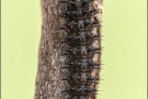 Silberfleck Perlmuttfalter Raupe (Boloria euphrosyne) 13