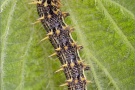 Distelfalter Raupe (Vanessa cardui) 11