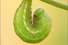 Großes Wiesenvögelchen Vorpuppe (Coenonympha tullia) 06