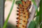 Südlicher Osterluzeifalter Raupe (Zerynthia polyxena) 08