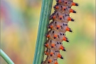 Südlicher Osterluzeifalter Raupe (Zerynthia polyxena) 10