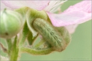 Grüner Zipfelfalter Raupe (Callophrys rubi) 06
