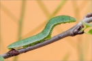 Zitronenfalter Raupe (Gonepteryx rhamni) 01