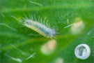 African Grass Blue Eiraupe (Zizeeria knysna) 05