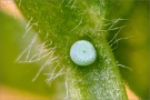 African Grass Blue Ei (Zizeeria knysna) 03