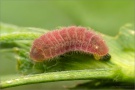 African Grass Blue Raupe (Zizeeria knysna) 07