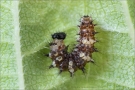 C-Falter Raupe (Polygonia c-album) 04