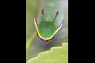 Erdbeerbaumfalter Raupe (Charaxes jasius) 02