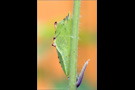 Puppe Grünaderweissling (Pieris napi) 01