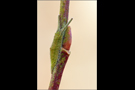 Junge überwinternde Raupe - Großer Schillerfalter 01 (Apatura iris)