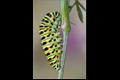 Raupe beim Verpuppen - Schwalbenschwanz 01 (Papilio machaon)