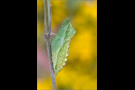Gürtelpuppe - Schwalbenschwanz 01 (Papilio machaon)