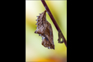 Kaisermantel Puppe (Argynnis paphia) 03