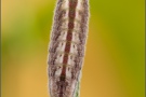 Kanarischer Bläuling Raupe (Cyclyrius webbianus) 12