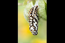 Roter Scheckenfalter Puppe (Melitaea didyma) 01