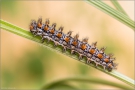 Roter Scheckenfalter Raupe (Melitaea didyma) 03