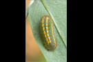 Silbergrüner Bläuling - Raupe (Polyommatus coridon)