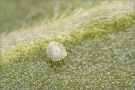 Wundklee-Bläuling Ei (Polyommatus dorylas)