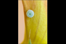 Hauhechel Bläuling Ei am Hornklee - (Polyommatus icarus)