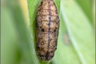 Kanarischer Bläuling Puppe (Cyclyrius webbianus) 15