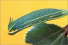 Erdbeerbaumfalter Raupe (Charaxes jasius) 06