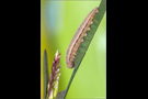 Rundaugen-Mohrenfalter Raupe (Erebia medusa) 01