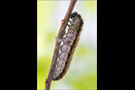 Baumweißling Raupe bzw. Pre-Puppe (Aporia crataegi) 02