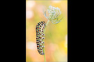 Schwalbenschwanz Raupe (Papilio machaon) 03