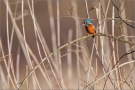 Eisvogel 04 (Alcedo atthis)
