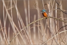 Eisvogel 04 (Alcedo atthis)