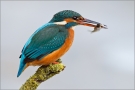 Eisvogel 11 (Alcedo atthis)