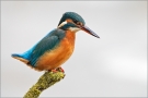 Eisvogel 10 (Alcedo atthis)