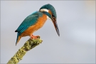 Eisvogel 08 (Alcedo atthis)