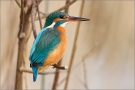 Eisvogel 07 (Alcedo atthis)