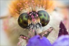 Wollschweber Augen 02